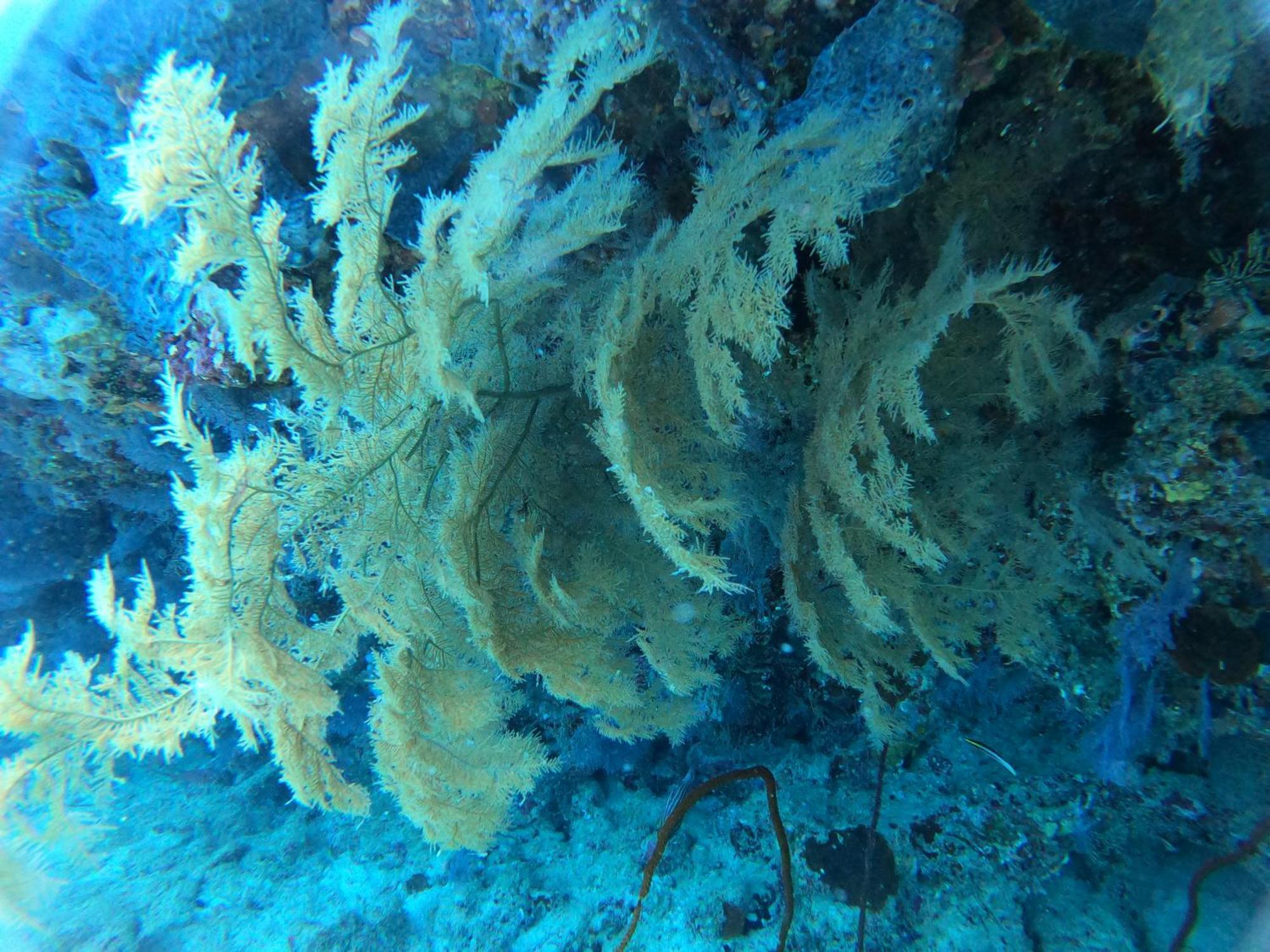 Manta Sea View Himandhoo Hotel Kültér fotó